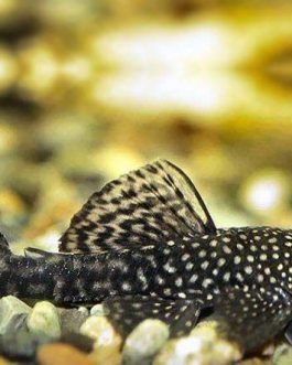 Black Bristlenose Pleco ( 4 pcs)