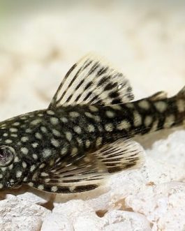 Black Bristlenose Pleco ( 4 pcs)