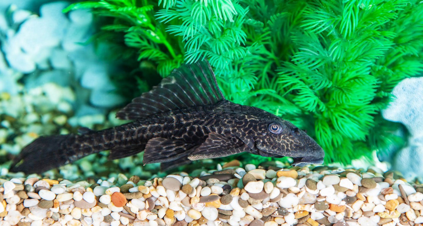 Black Bristlenose Pleco ( 4 pcs) - Image 3