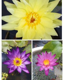 Carlos Sunshine, Lindsy wood, Chompu meamu Waterlily combo