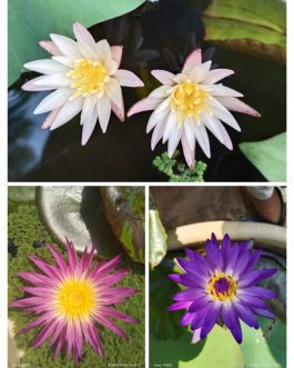 Waterlily combo (White waterlily, Pink flamingo, Tanzanite)
