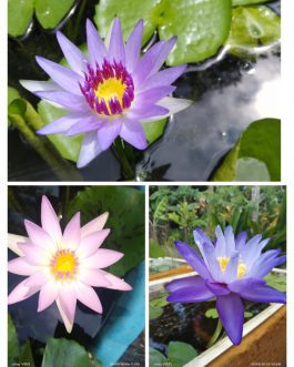 Waterlily combo (Purple coloratta, Peach blow, Giggattia)