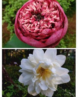 Shiroman and paakwan lotus combo