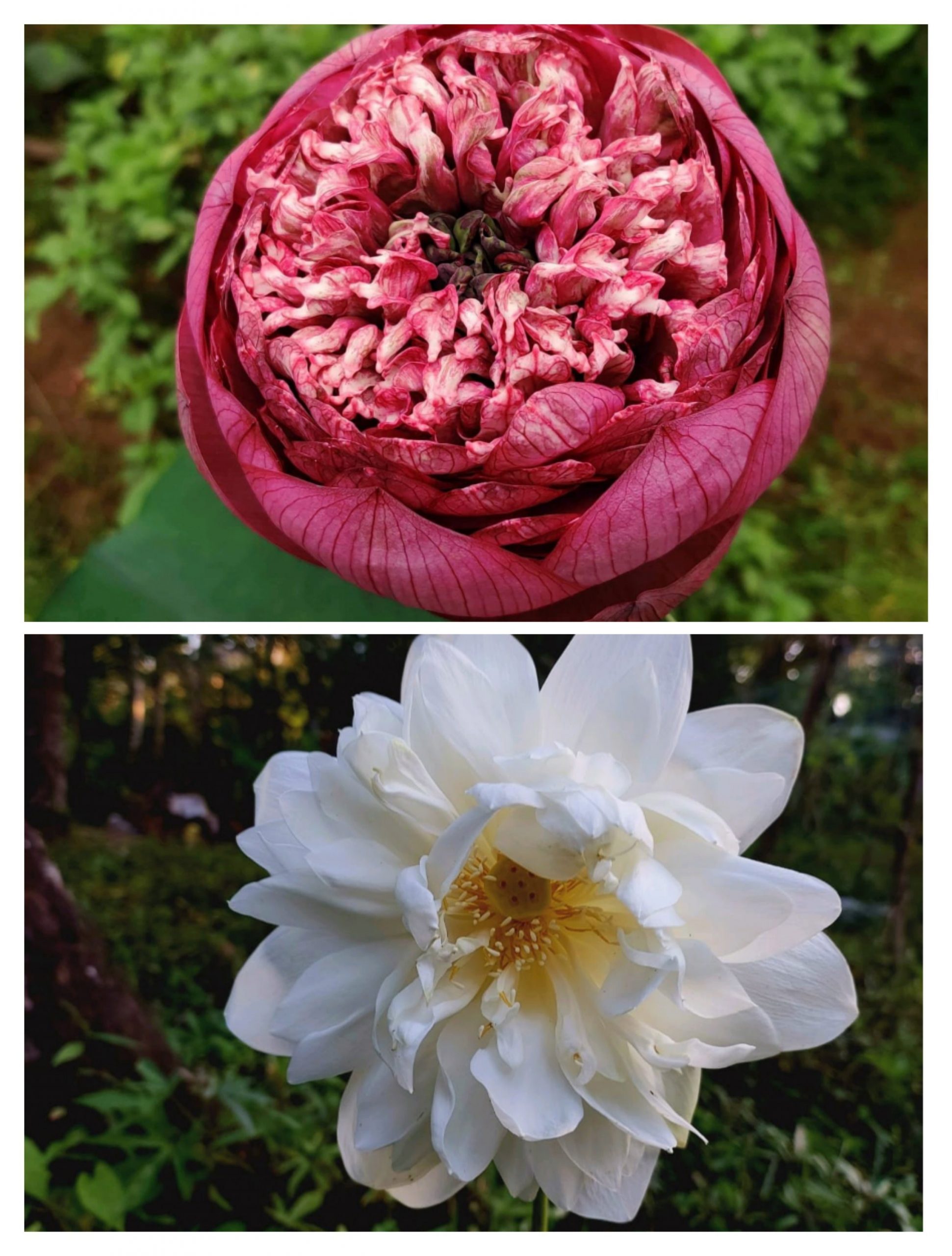 Shiroman and paakwan lotus combo