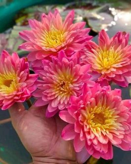 Sanam chai Waterlily