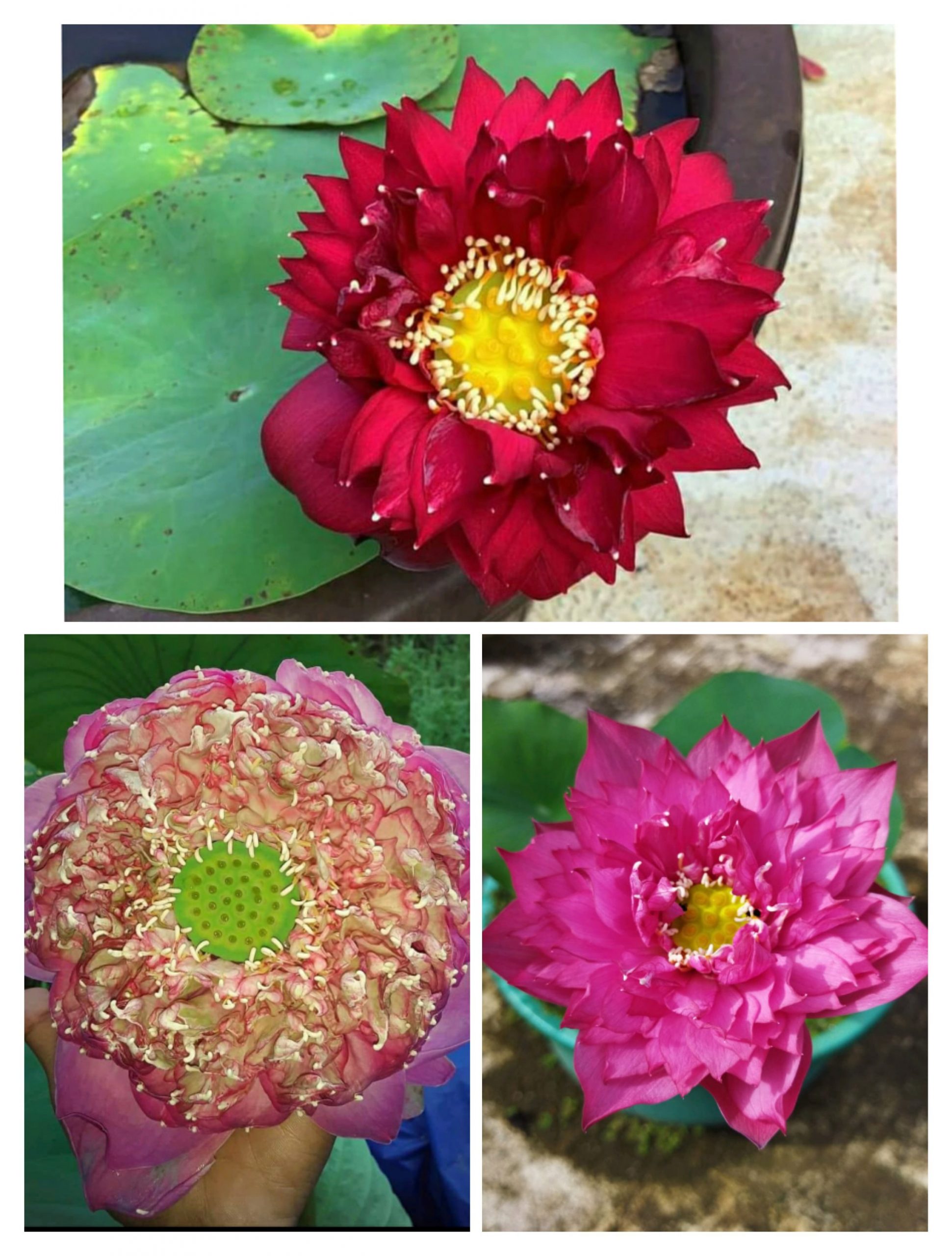 Lotus Combo (Peak of Pink, Si Thong Shaui, Nannalin)