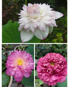 Lotus combo (Akhila, Bucha, Amiry peony)