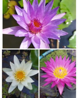 Innocence, Islamorada, Miami rose Waterlily combo