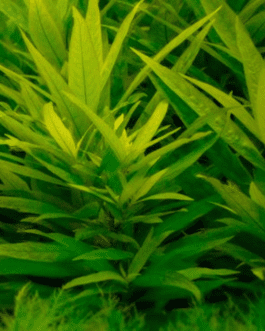 Hygrophila guianensis (large pot)