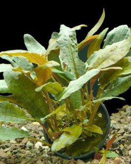 Cryptocornye Wendtii Tropica (large pot)