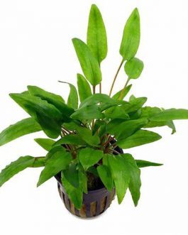 Cryptocoryne wendtii Green (large pot)