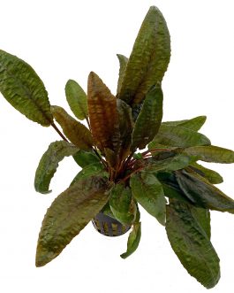 Cryptocornye Wendtii Tropica (large pot)