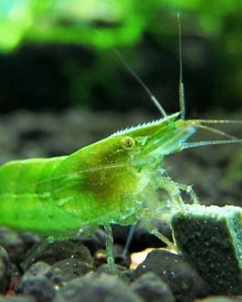 Green Babaulti (5 pair)