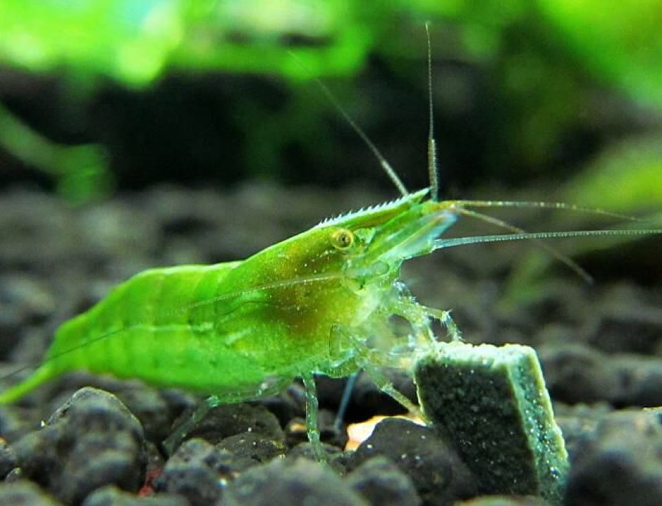 Green Babaulti (5 pair) - Image 2