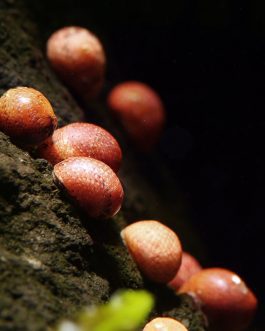 Pink lady snail(5 pcs)