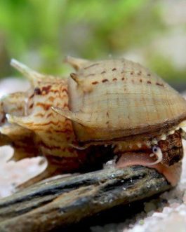 Horn trumpet snail(5 pcs)