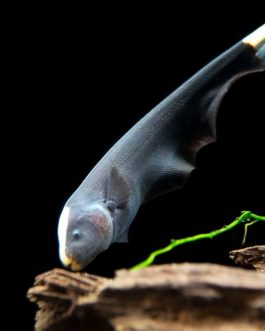 Ghost knife fish (1 fish)