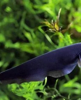 Ghost knife fish (1 fish)