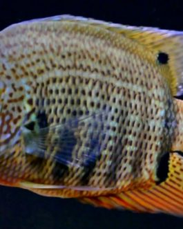 Green turquoise severum (3 fish)