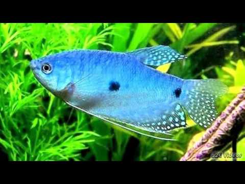 Blue Gourami (4 fishes) - Image 7