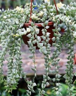 String of millions variegated (jiffy plant)