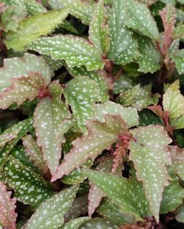 Angel begonia (jiffy sized)