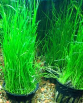 Eleocharis montevidensis grass (large pot)