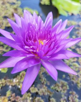 King of siam waterlily plant