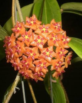 Hoya valmayoriana (jiffy sized)