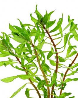 Ludwigia Tornado (6 stem)