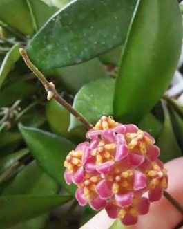 Hoya David Cummingii (jiffy sized)