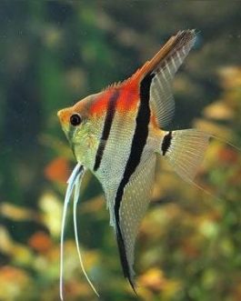 Manacapuru angel Red shoulder coin sized ( 4 fishes)