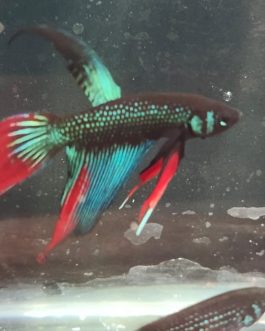 Vailtail imbellis wild betta( pair)