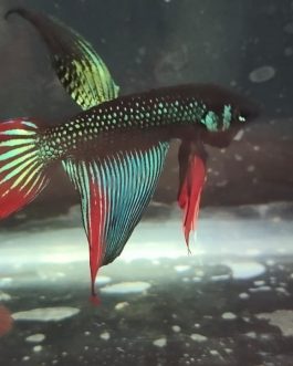 Vailtail imbellis wild betta( pair)