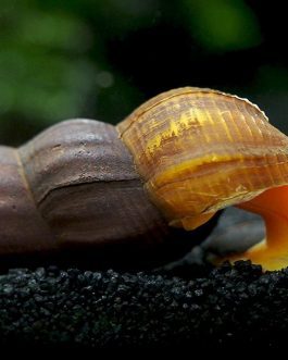 Poso orange rabbit snail ( 3pcs)