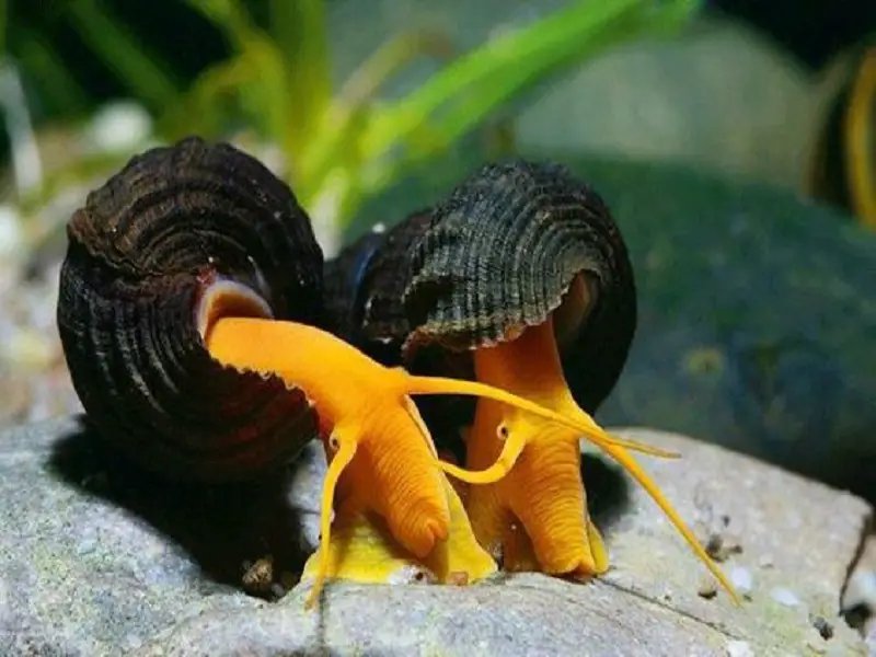 Poso orange rabbit snail ( 3pcs) - Image 3
