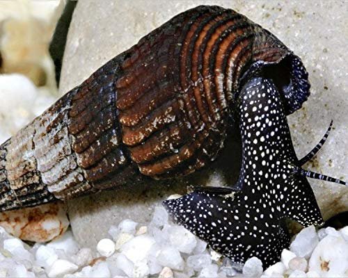 White spotted rabbit snail ( 5 pcs) - Image 3