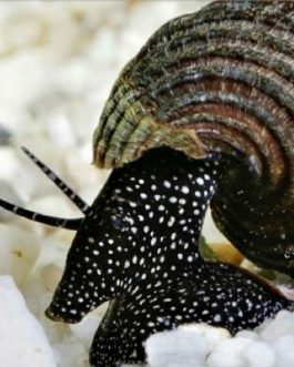 White spotted rabbit snail ( 5 pcs)