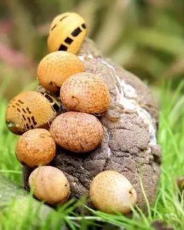 Yellow fancy antler snail ( 5 nos)