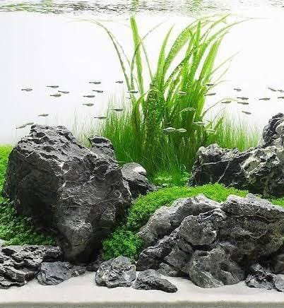 Iwagumi seiryu rock (1kg) - Image 3