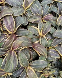 Dracena/Cordilyne fruticosa Miss Andrea (single plant)