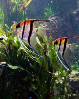 Manacapuru Angel ( 1 large sized fish)