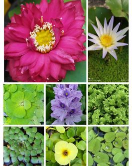 Beginners waterlily lotus pond plants combo