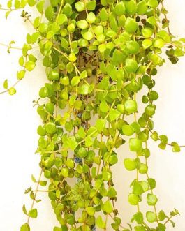 Swedish Ivy Succulent /Tangled heart plant (10 stems)