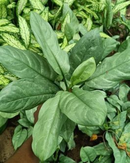 Dieffenbachia ‘Silver blue steel’