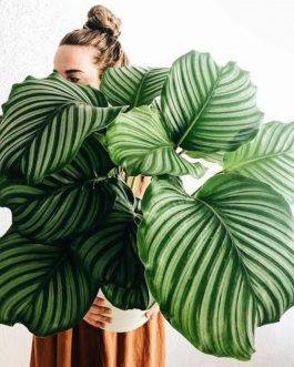 Calathea orbifolia (jiffy sized plant)