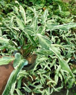 Syngonium white star variegated (jiffy sized)