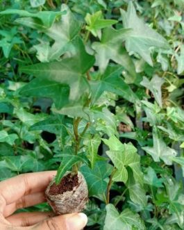 English ivy (jiffy sized plant)