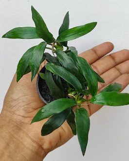 Anubias dragon claw (large plant pot)