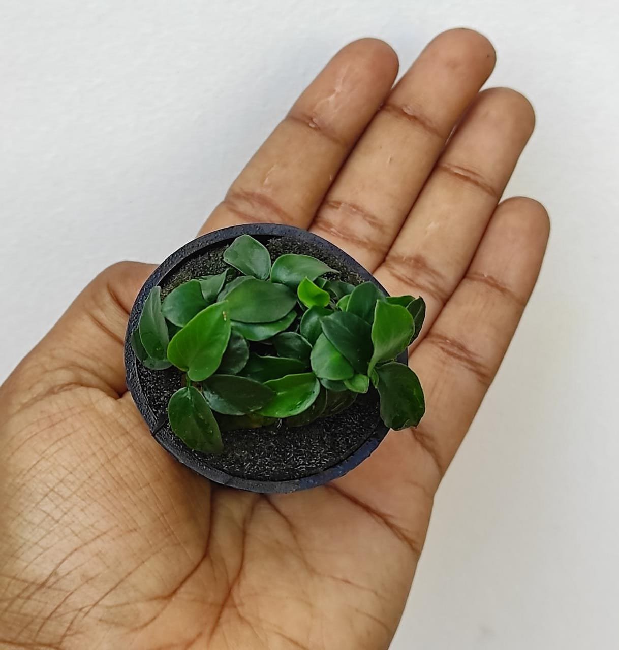 Anubias Nana petite (large pot)